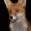 Fox’s Den