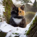 WK | Кошачий дом