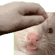 da zeg cord