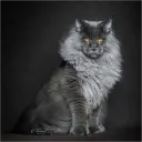 MaineCoon Enterprises