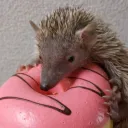 ヒメハリテンレックの遊び場