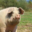 pigs Discord Server Icon