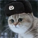 Cats Basement