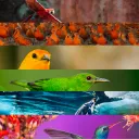 bird party!