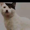 Kitlers empire