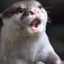 Cc's Otterbox