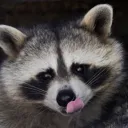 Trash Panda Nursery