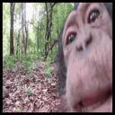 Chimp Order. #sinj
