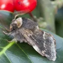 Lepidoptera Lounge!