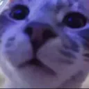 virgin cat man discord