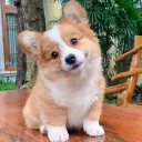 corgi's hide out