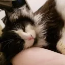 The Official Kitty Farm Discord