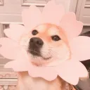 *-The Adoption Center-*