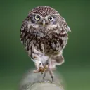 Wildlife Photographers Lounge