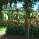 angelickaitt's rose garden