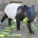 TSTP