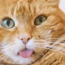 AutistiCats & Friends Discord Server Icon