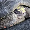 Tortoise Town 🐢