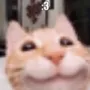 ➠𝗚𝗔𝗧𝗢'𝗦 𝗖𝗟𝗨𝗕