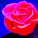 ð‘¾ð’‚ð’ð’ ð‘¹ð’ð’”ð’† Server Icon