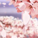 『Sakura HighSchool』 Discord Server Icon