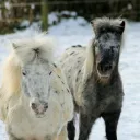 Triebacks Ponyhof