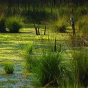 The Bog