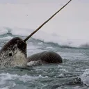 NarwhalBot