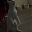 ballsville Discord Server Icon