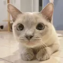 kool katZ