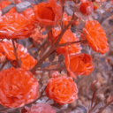 roses are red ☽