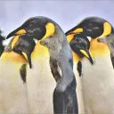 The Huddle