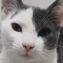 yeh