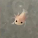 [ARCHIVED] the aquarium