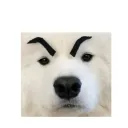 Shoobsland