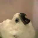 Screaming Into The Void