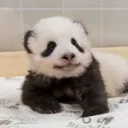 Master Wu Jr 🐼