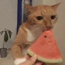 BLOX FRUITS | COMMUNITY - Discord Servers