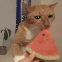 BLOX FRUITS | COMMUNITY Discord Server Icon