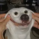 The Puggybunch