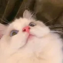 吼氣氣氣氣氣