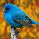 The Bird Cult