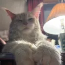 Nibtropolis