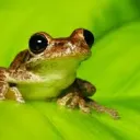 T H E F R O G G Y C U L T( and lizards to)