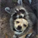 Free Hugs