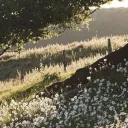 𝘧𝘢𝘪𝘳𝘺 𝘨𝘢𝘳𝘥𝘦𝘯 !