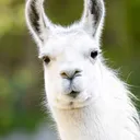 LLama-das