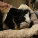 lexieloo332's guinea pig army