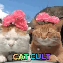 Cat Cult