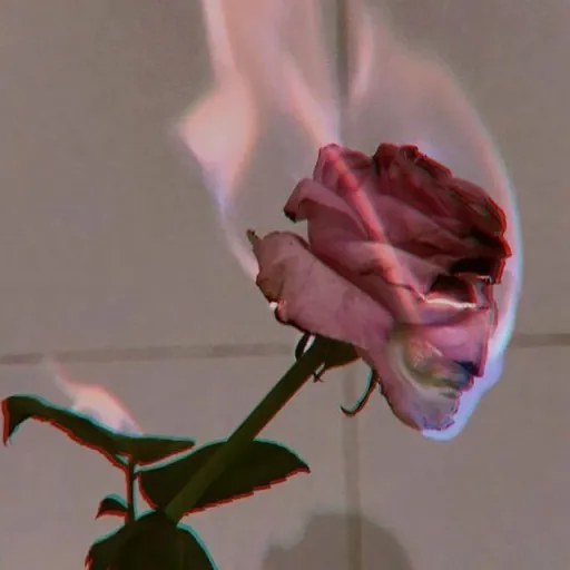 |°•Flaming rose•°| - Discord Server |°•Flaming rose•°| - Discord Server